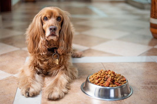 What Kind of Pet Bowl Is the BEST for Your Furry Friend?